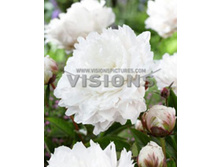 ���� ���� ���� �������