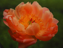 ���� ����� ����