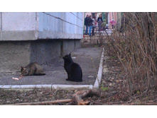 Koty_Fedorovsk.jpg