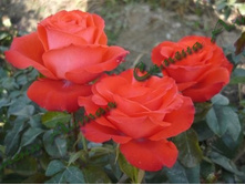 ��������-Ankori 