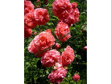 �������� �������