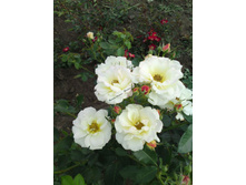 ����� �����