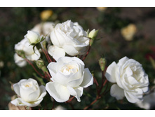  ������� ����