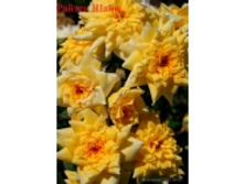 ����� ����