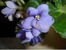 ������ ������