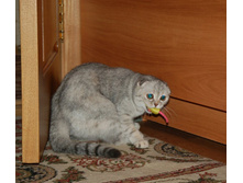 DSC_3238_cr.jpg