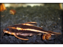 �������� 006.jpg