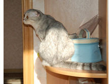 DSC_3347_cr.jpg