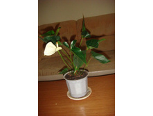 �������� �����.JPG