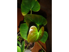 �������� �������.JPG