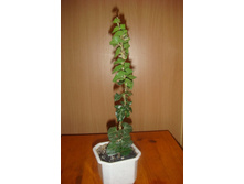 ������������ ����(������ ������ ������).JPG