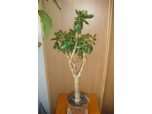 �������� ������2.JPG