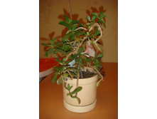 �������� ������.JPG