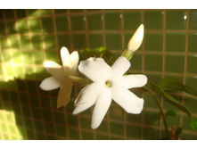 ������ (1).JPG