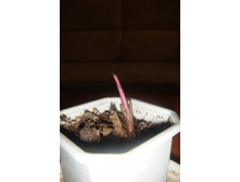 ������� (�� �����).JPG