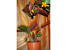 ������� �������.JPG