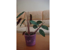 �������� ����������.JPG