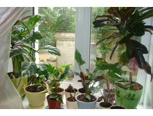 ����� �����������.JPG