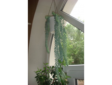 ������ ����� (������� �����).JPG