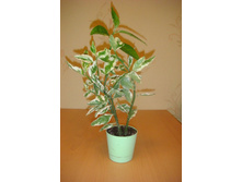 ���������� ��������.JPG