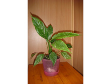 ����������� ������.JPG