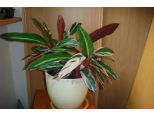 ��������� ��������.JPG