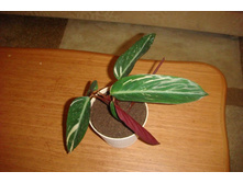 ��������� ����������.JPG