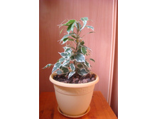 ����� ��������� ��������.JPG