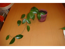 ���� ��������.JPG