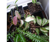 ���� �������� (Hoya carnosa tricolor).JPG