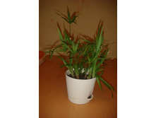 ������� �� ���� �� �������, �� ���� ����� �����.JPG