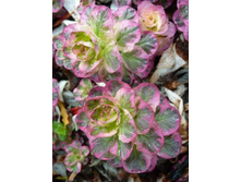 ��������� Lysimachia Alexander new