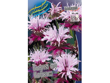  ������� Monarda Beauty of Cobham