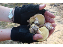 ������� �� �� �������� ����������?