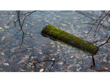 ��� ����� �������������