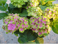 ��������� �������������� �������� �������