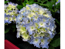 Hydrangea macrophylla Spike 
