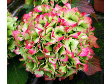 Hydrangea macrophylla Magical Jade