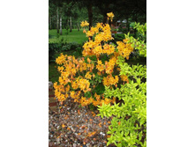 ������ ���