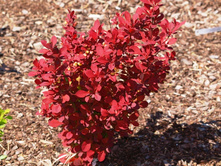 �������� �������� ����� �����