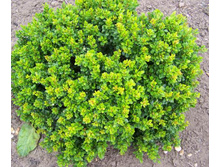 �������� �������� �������