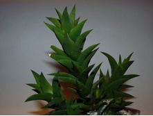 �������� ����������