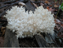 �֣��� �������������