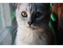 �����, ���.jpg