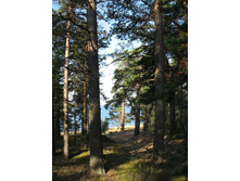 ����� ���� �� ������