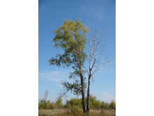 ����� � �������