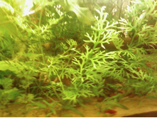 ���������� ���������