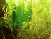 ���������� �����������