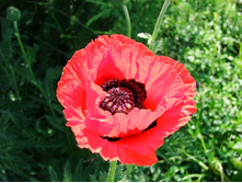DSCF4195.JPG