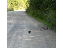 ����� ������ (�� ���� �����)